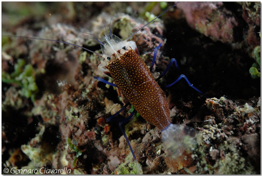 Gnathophyllum elegans (Risso, 1816)